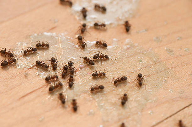 Best Residential Pest Control  in Rowland Heights, CA