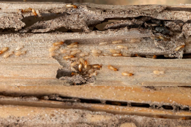 Bird Control in Rowland Heights, CA
