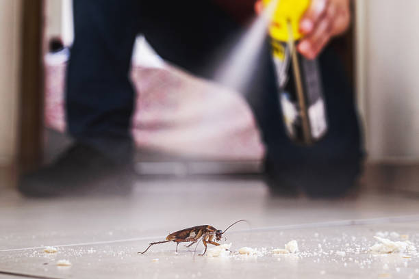 Best Best Pest Control Companies  in Rowland Heights, CA