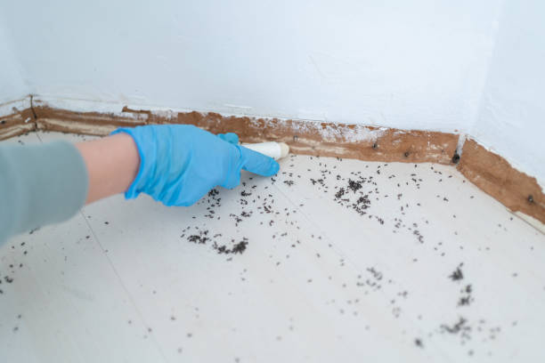 Best Pest Prevention Services  in Rowland Heights, CA